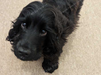 Black cocker store spaniel for sale