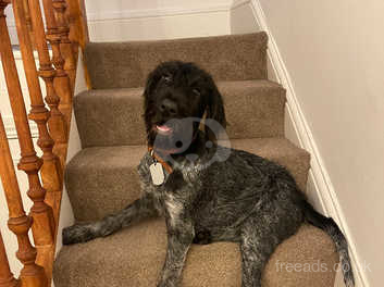 Xxx Dog Loevy Video - 9 Month Old German Wired Hair Pointer in York YO1 on Freeads Classifieds -  German Wirehaired Pointers classifieds