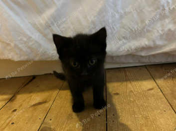 Black cat kittens for hot sale sale