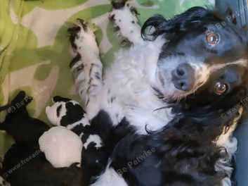 Springadors 5 Boys 2 Girls dad Labrador Mum Springer Spaniel in