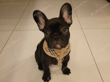 French bulldog best sale sale in olx