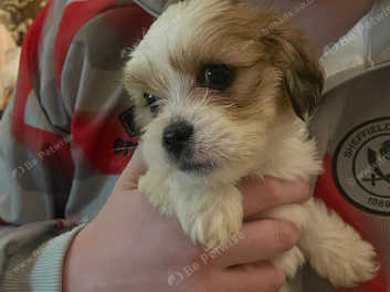 8 week old store lhasa apso puppy