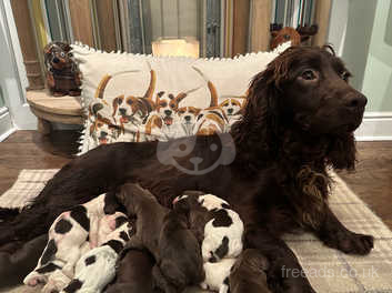 Chocolate sprocker best sale puppies for sale