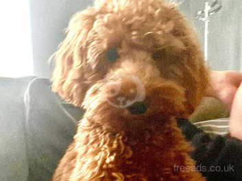 Cockapoo 7 sale months old