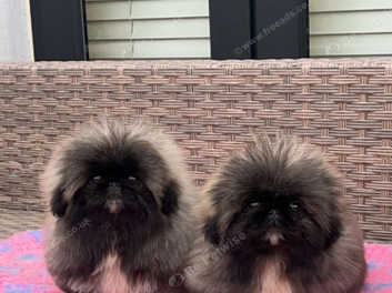 Pedigree pekingese puppies for hot sale sale