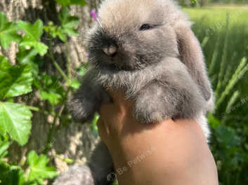 Mini lop eared hot sale bunnies for sale