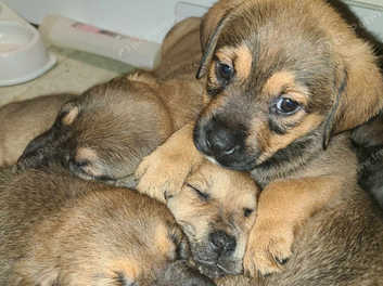 Boerboel cross ridgeback puppies hot sale sale