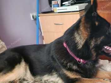 Female german shepherd for sale sales near me