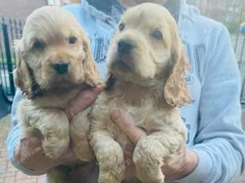 Lyncham best sale cocker spaniels