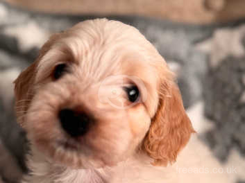 White cockapoo puppies for hot sale sale