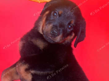 Baby rottweiler for sale best sale near me