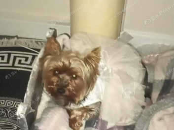 Yorkshire terrier best sale needing new home