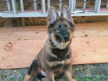 gsd for sale
