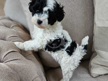 Lhasa apso toy 2025 poodle mix for sale