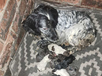 Blue roan springer spaniel puppies hot sale for sale