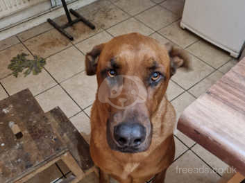 Rhodesian best sale doberman mix