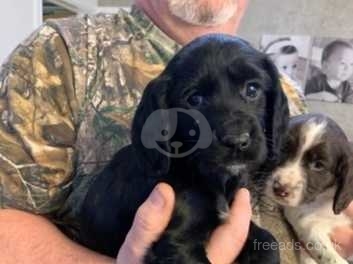 Working cocker spaniel puppies best sale for sale