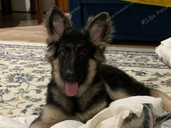 6 month old outlet long haired german shepherd