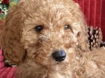 F1b cockapoo puppies for clearance sale