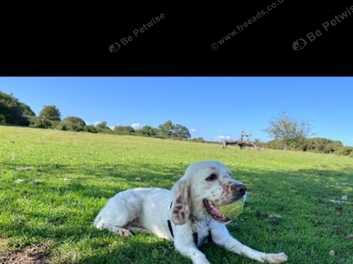 Clumber x cocker store spaniel