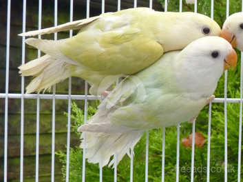 baby lovebirds for sale