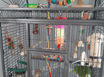 parrot and cage for sale