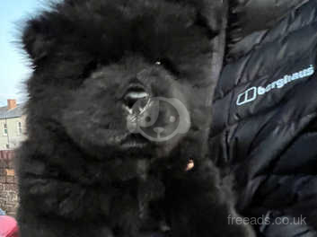 Micro sales chow chow