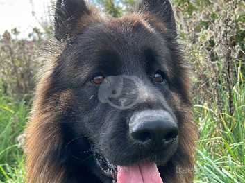 Long haired german shepherd hot sale stud