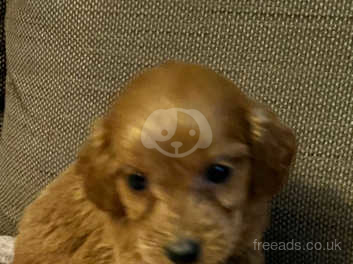 F2 cockapoo puppies for sale store near me