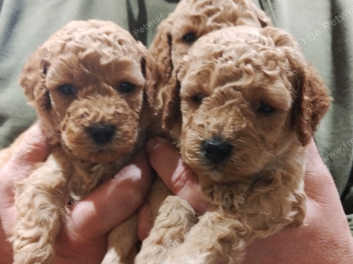 Cockapoo sales mix puppies