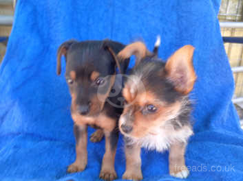 Jack russell cross yorkshire terrier puppies for sales sale