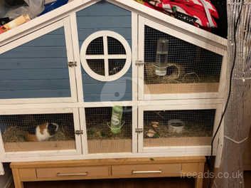 Foxglove guinea pig 2024 and rabbit hutch