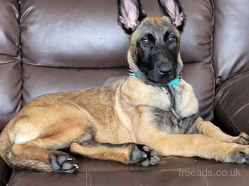 Belgian shepherd store malinois for sale