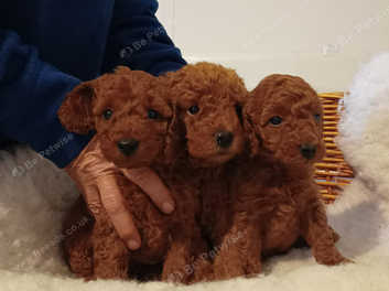 Ruby red sale cavapoo