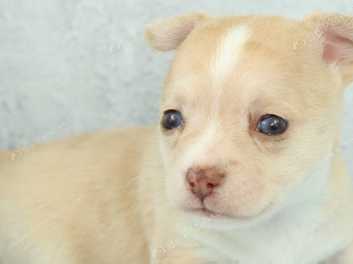 Kc registered chihuahua puppies for sale best sale