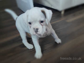 White boxer deals puppies for sale