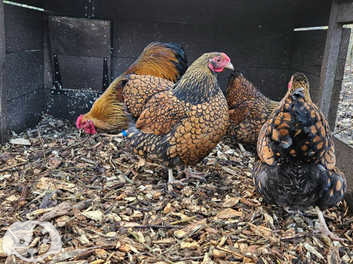 Gold laced Brahma hatching eggs, Birds for Rehoming, Edmonton