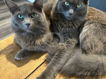 Russian blue x store kittens