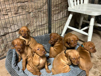 Kennel club 2024 vizsla puppies