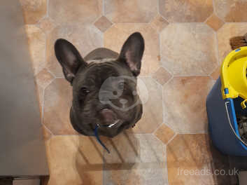 Male French Bulldog In Wingate Ts28 On Freeads Classifieds French Bulldogs Classifieds