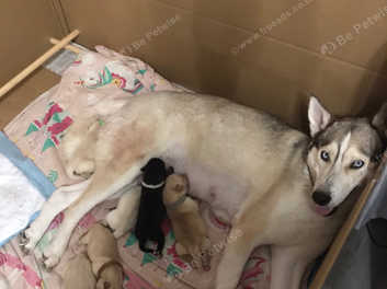 Huskador for hot sale sale