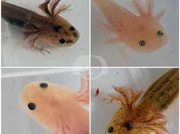 Baby Axolotls In Sevenoaks On Freeads Classifieds Frogs Amphibians Classifieds