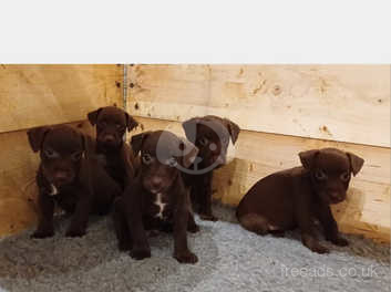 Chocolate patterdales clearance