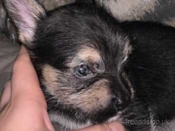 Yorkie x hot sale chihuahua for sale