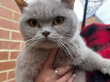 British shorthair hot sale rehoming