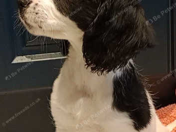 Sprocker 2024 spaniel rescue