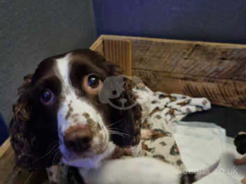 Springer spaniel discount for sale