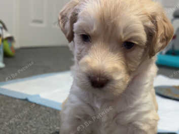 Cockapoo sales husky mix