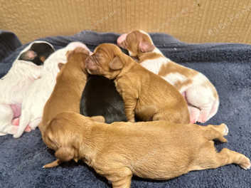 Tibalier puppies best sale for sale