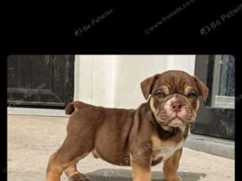 Chocolate bulldog hot sale puppy